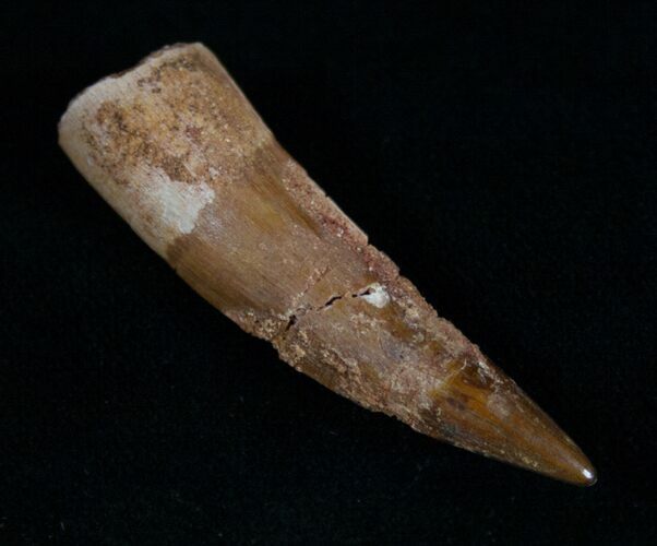 Pointy Spinosaurus Tooth #10482